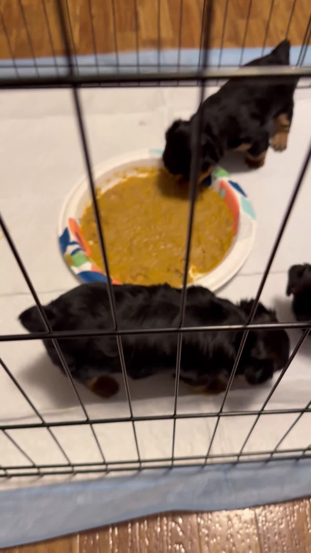 Yorkshire Terrier dogs for sale: Yorkshire Terrier Puppy 1 - Video 1