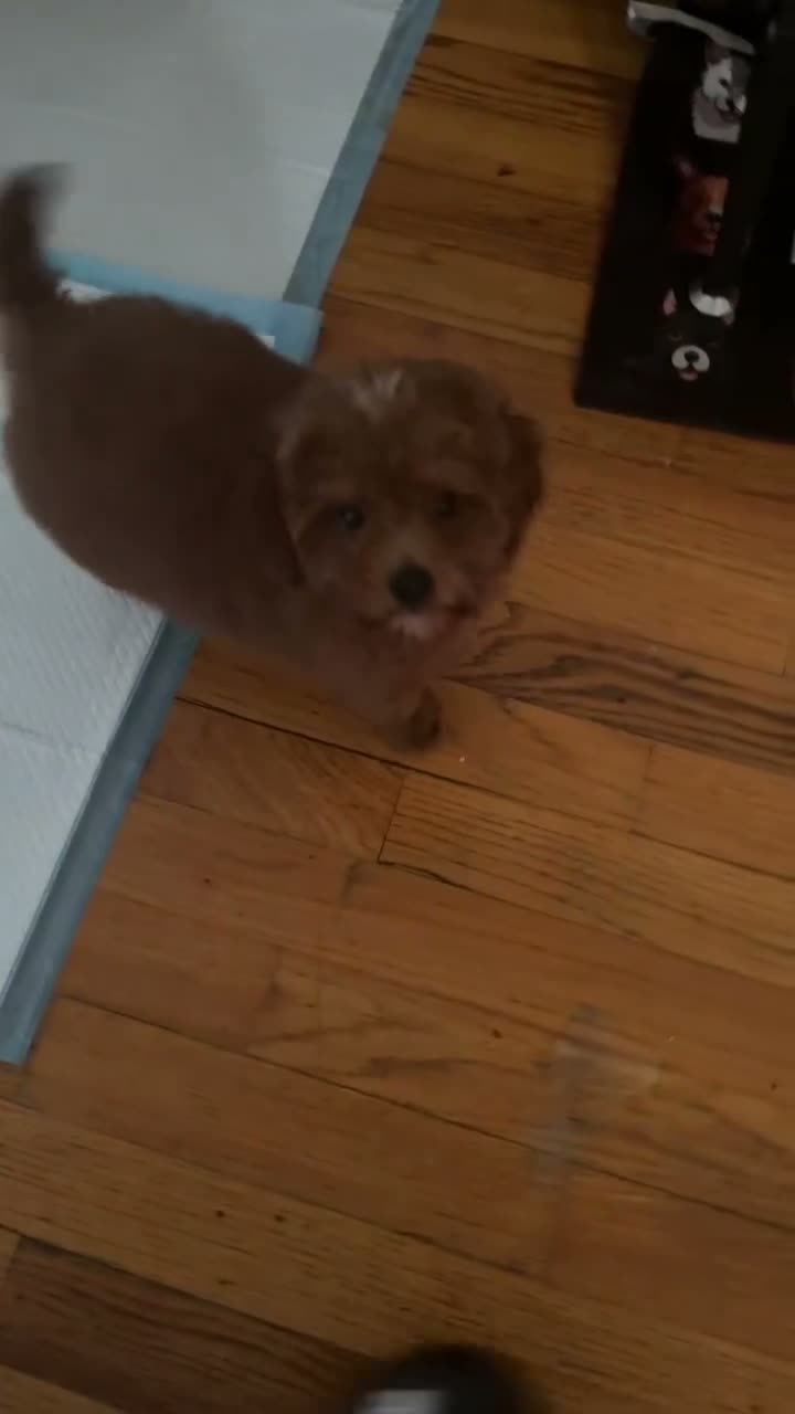 Cavapoo dogs for sale: Daisy (Cavapoo) - Video 1