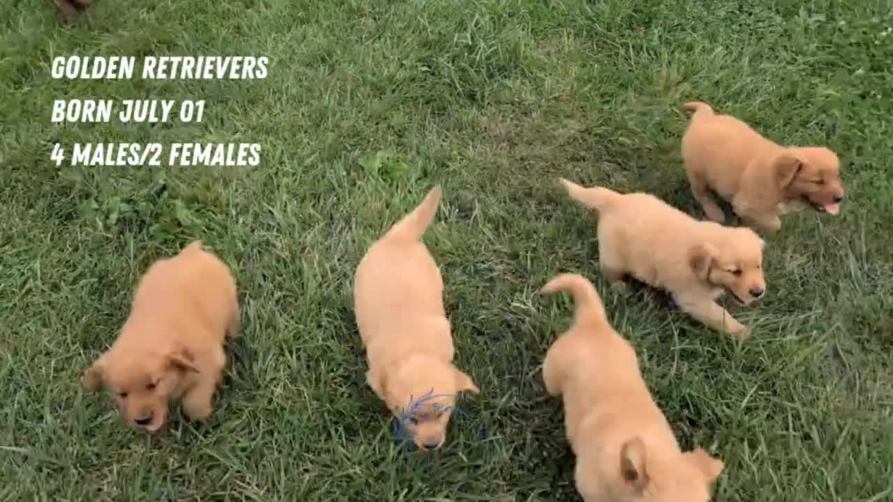 Golden Retriever dogs for sale: Hudson  - Video 3