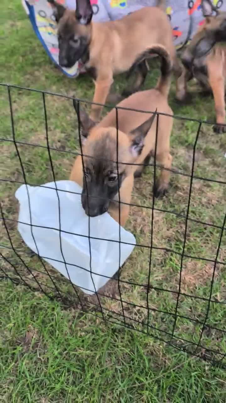 Belgian Malinois dogs for sale: Belgian Malinois 3 - Video 2