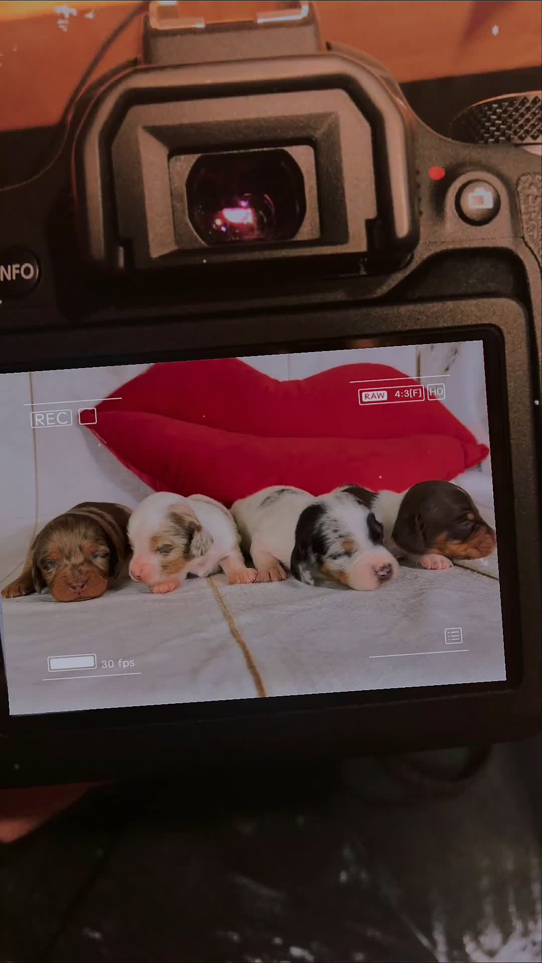 Miniature Dachshund dogs for sale: Akc Flicka LH DNA OFA  - Video 1