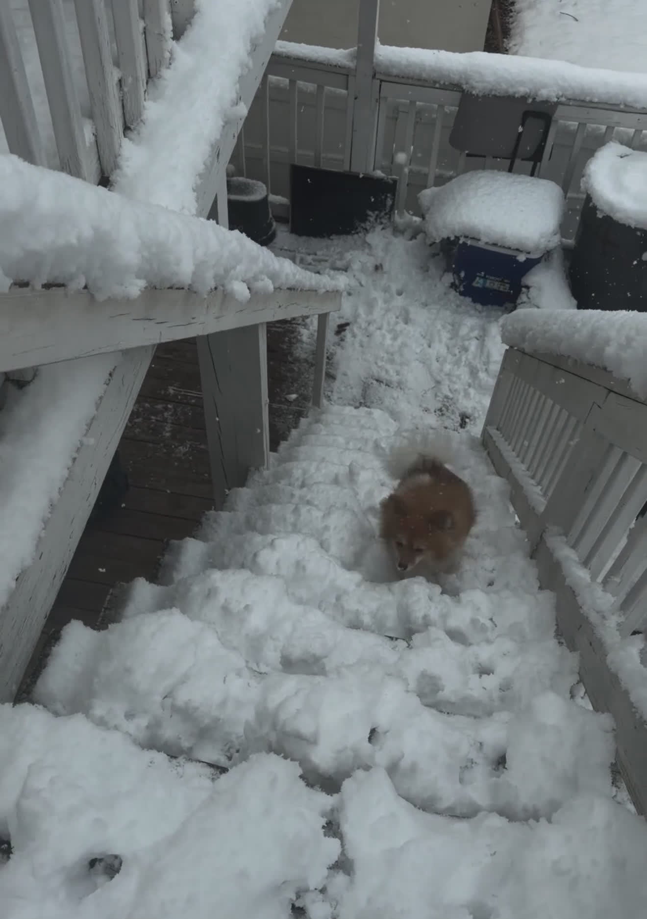 Pomeranian dogs for sale: guero  - Video 2