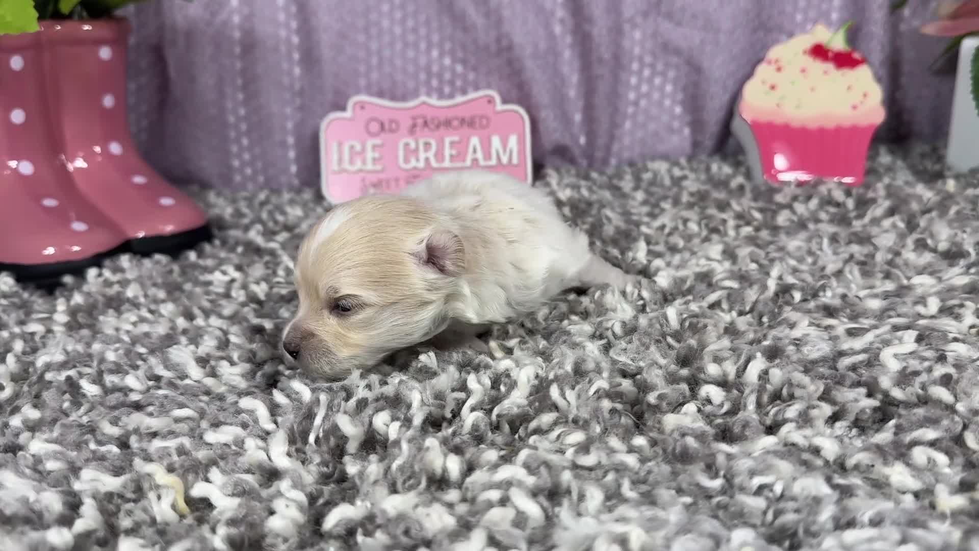 Pomapoo dogs for sale: Pomapoo 2 - Video 1