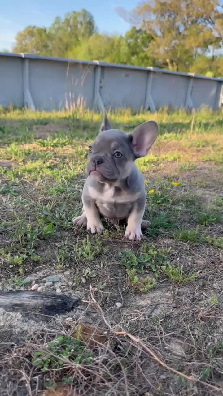 French Bulldog dogs for sale: Kobe - Video 1