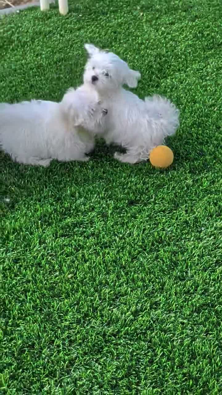 Maltese dogs for sale: Quinn - Video 4