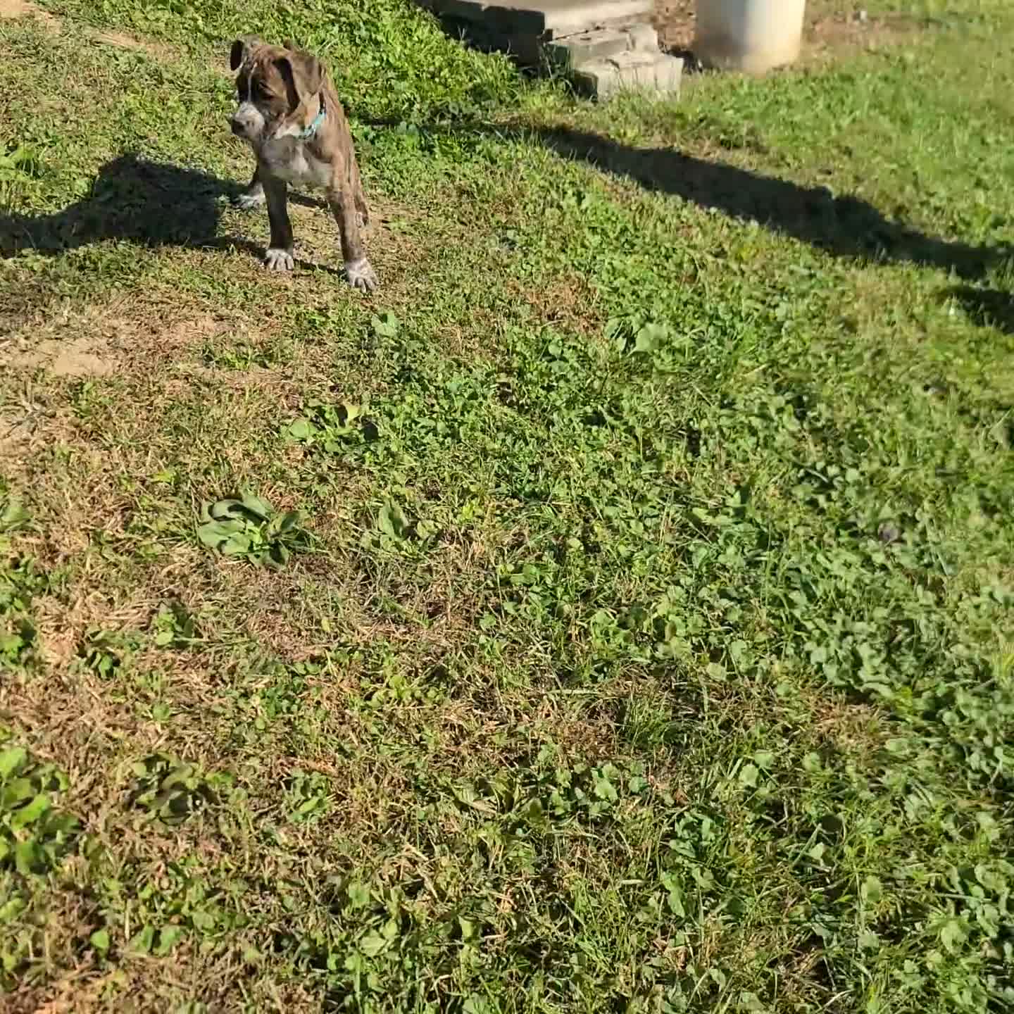 Boxer dogs for sale: Rascal Boxer mix - Video 4