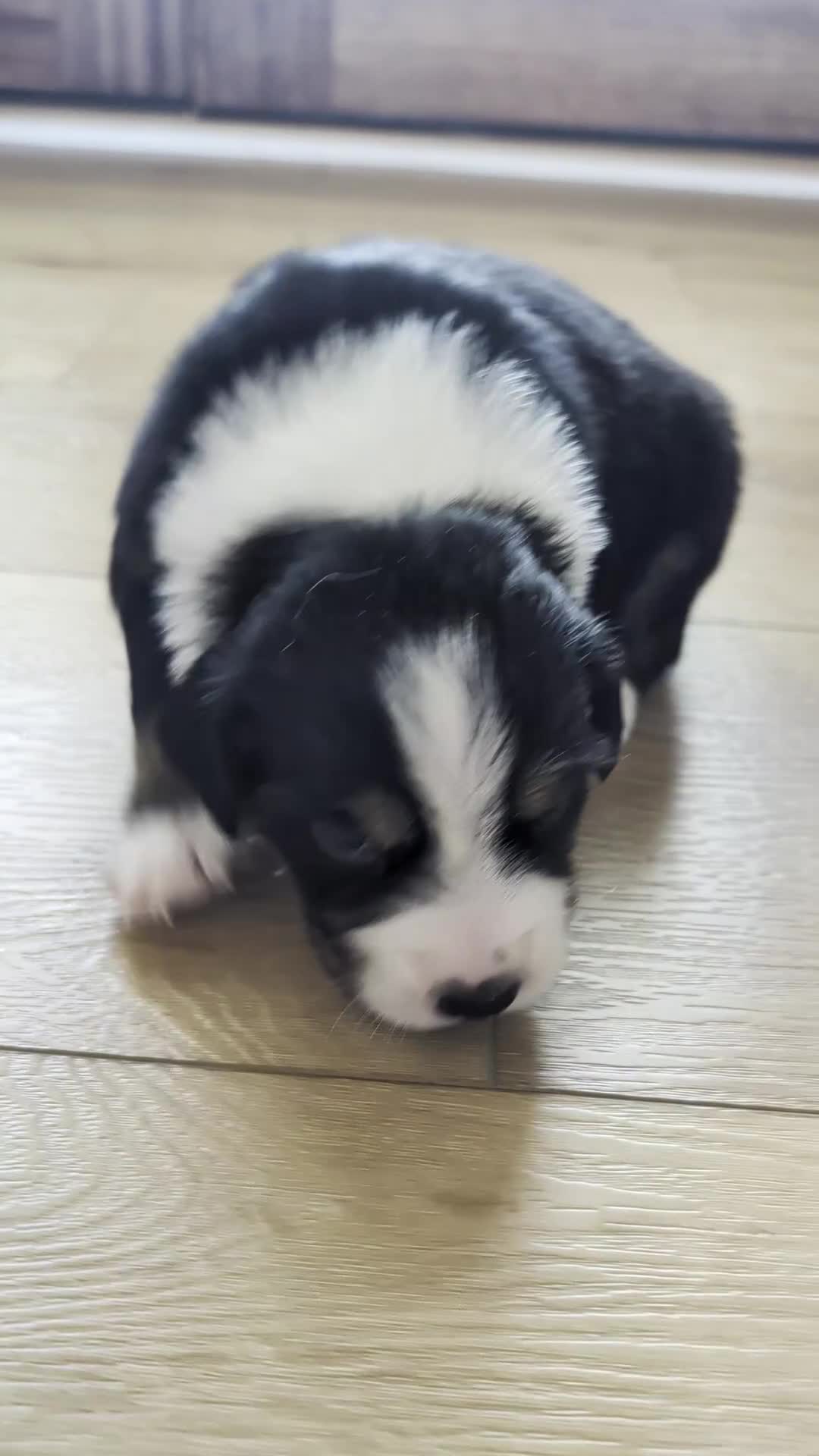 Australian Shepherd dogs for sale: Ginger: Female Black Tri Standard Australian Shepherd - Video 1