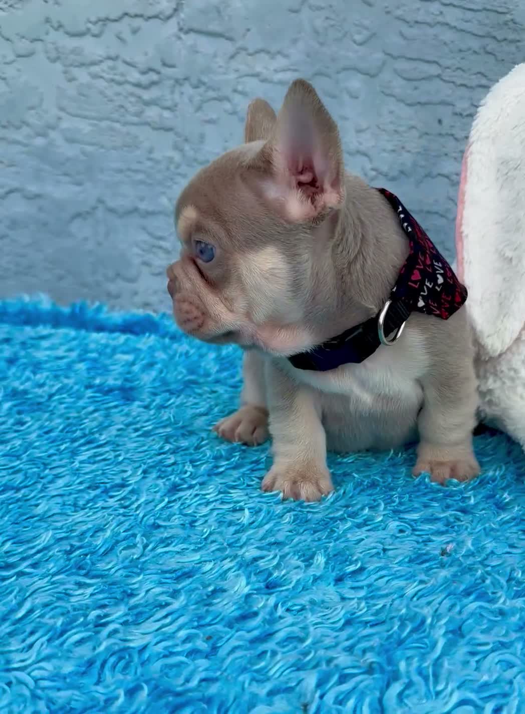 French Bulldog dogs for sale: Patrick - Video 2