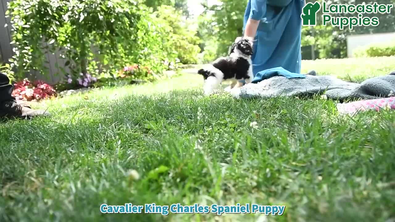 Cavalier King Charles Spaniel dogs for sale: Frisky - Video 1