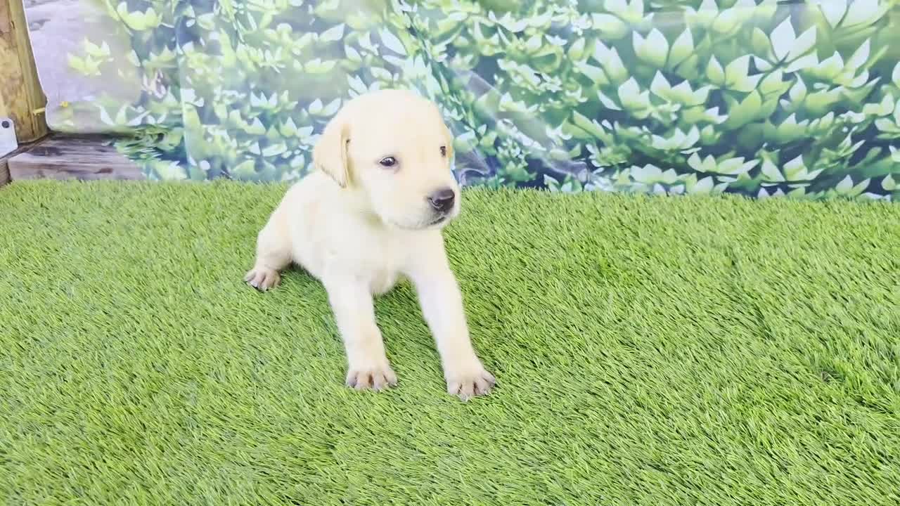 Labrador Retriever dogs for sale: Milo - Video 1