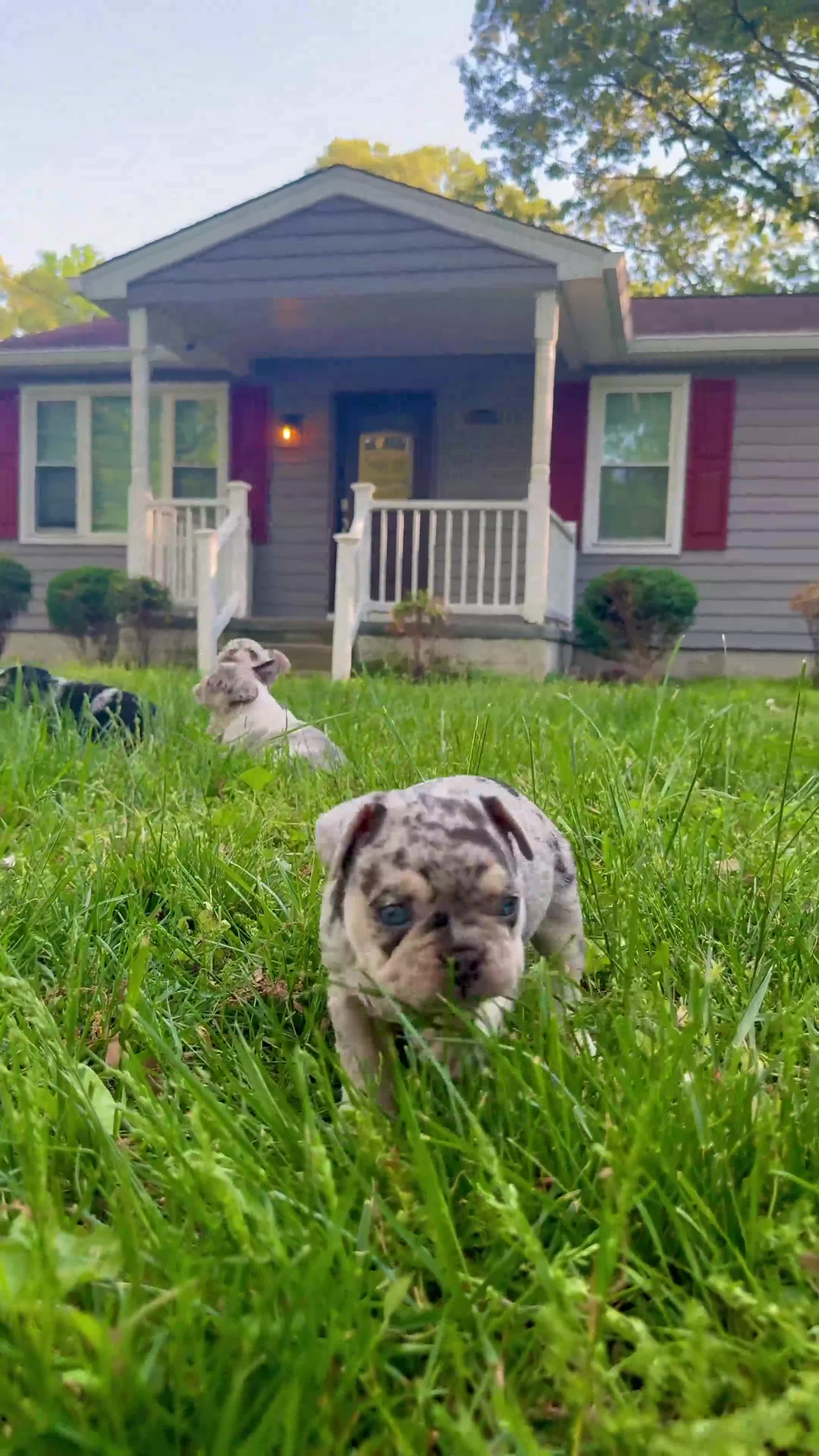 French Bulldog dogs for sale: Cookie - Video 1