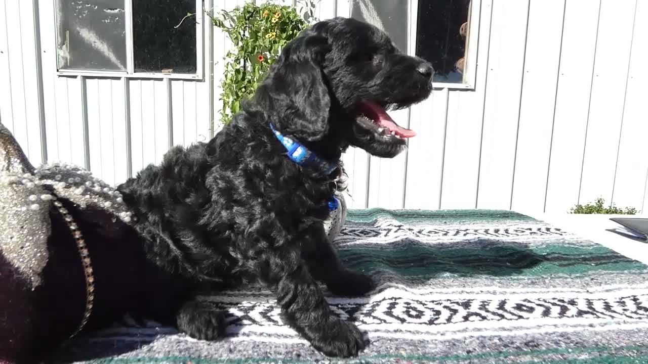 Mini Goldendoodle dogs for sale: Mini Goldendoodle 2 Roxy - Video 1
