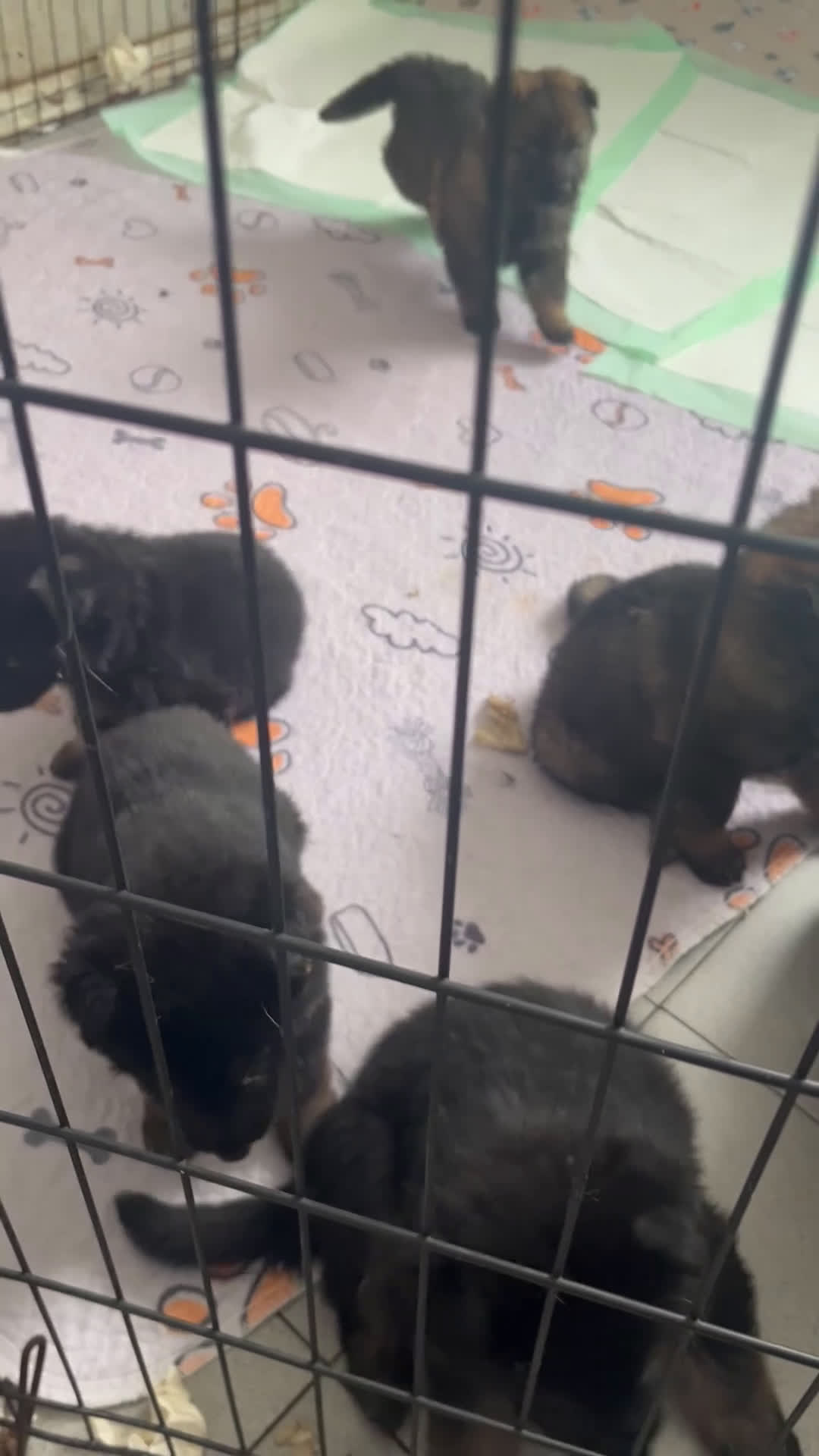 German Shepherd dogs for sale: German Shepherd Puppy 1 - Video 1