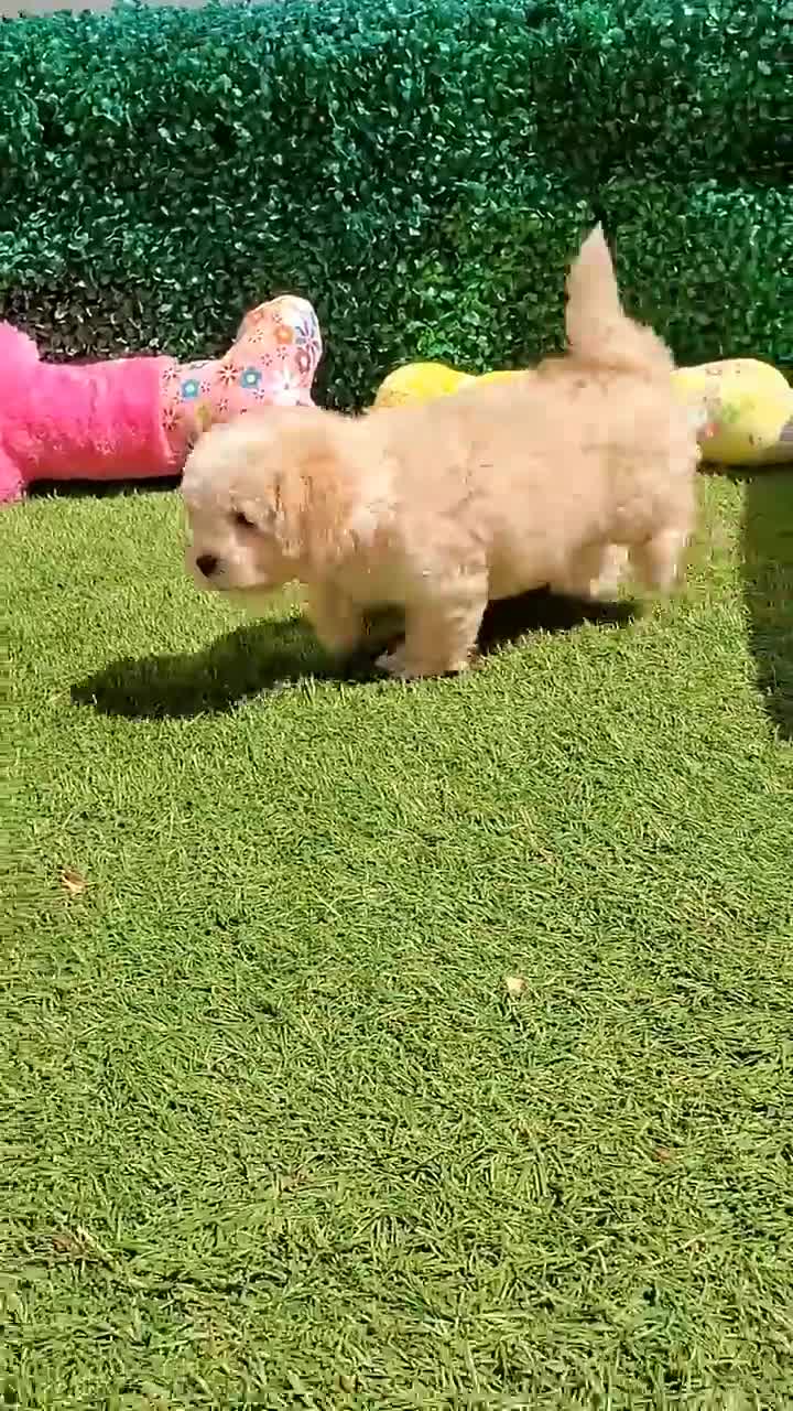 Maltipoo dogs for sale: CHANEL - Video 1
