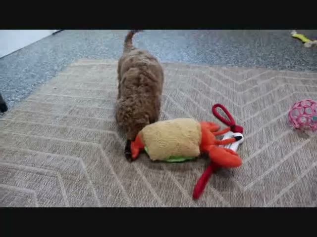 Mini Goldendoodle dogs for sale: Libby - Video 9