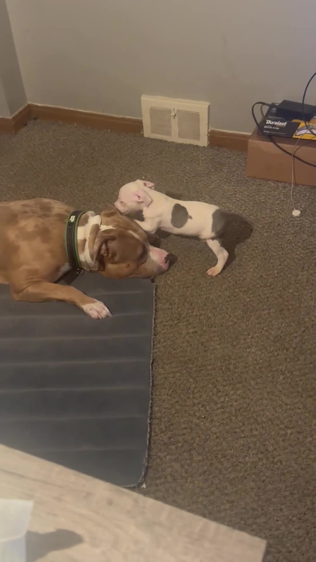 Mixed Breed dogs for sale: Female 3 - Video 1
