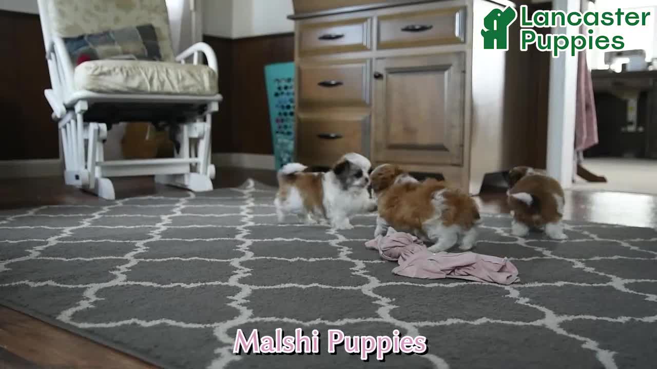 Malshi dogs for sale: Bradley - Video 1