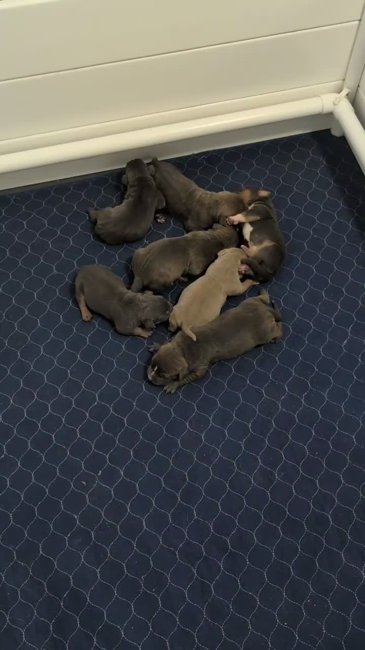 American Bully dogs for sale: American Bully 1 - Video 1