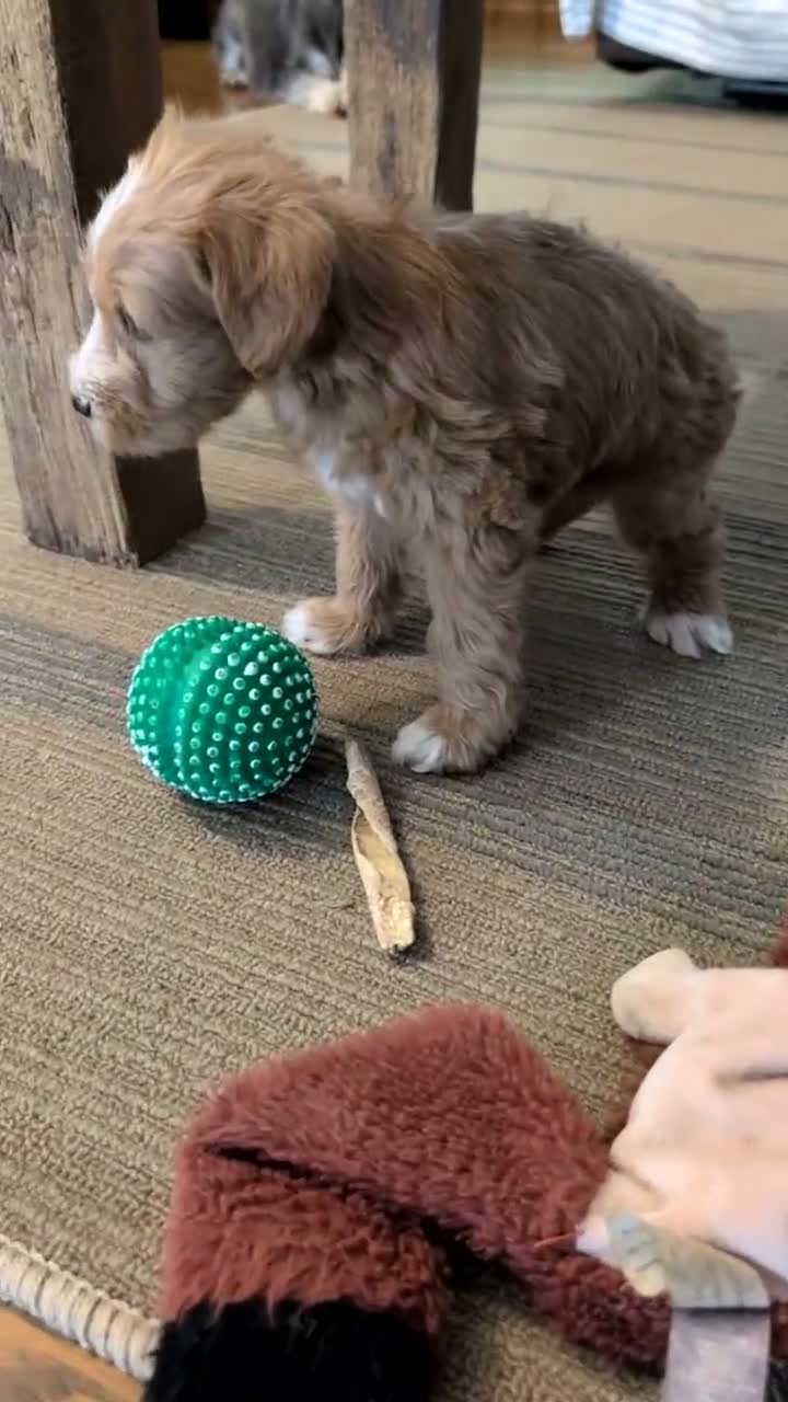 Schnoodle dogs for sale: Roscoe - Video 1