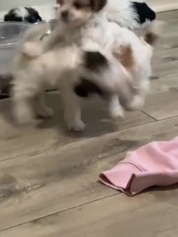 Malshi dogs for sale: Lella - Video 2