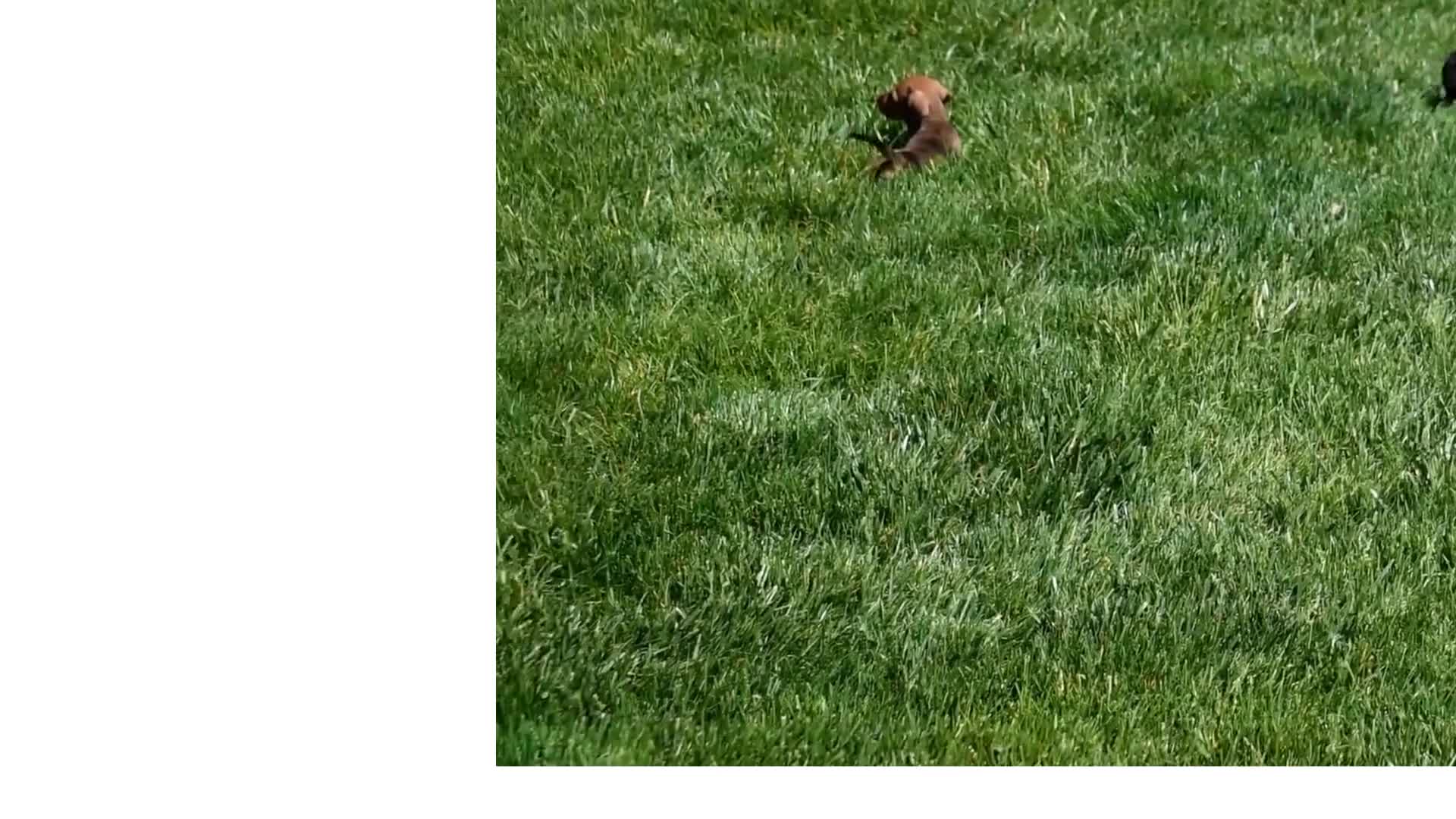 Miniature Dachshund dogs for sale: Barbie - Video 2