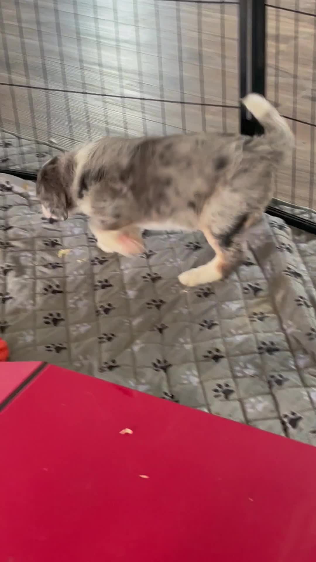 Bernedoodle dogs for sale: Ms. Hazel - Video 1