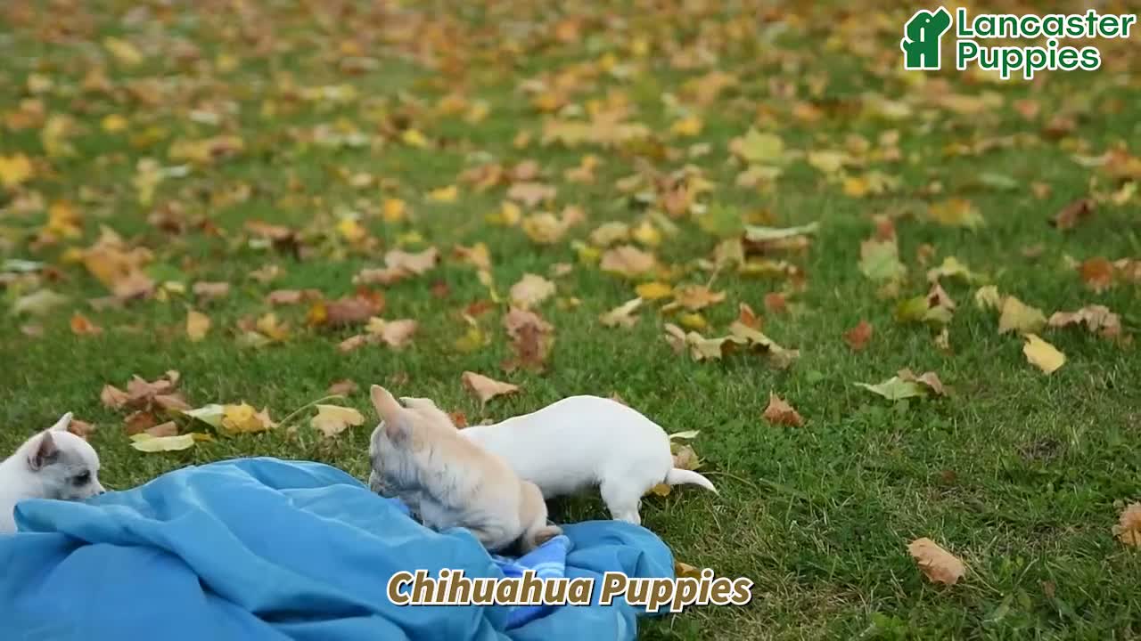 Chihuahua dogs for sale: Udell - Video 1