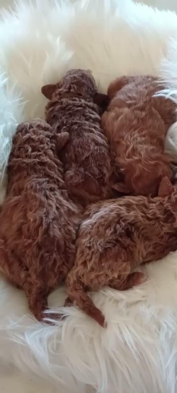 Mini Goldendoodle dogs for sale: Miss Princess  - Video 1