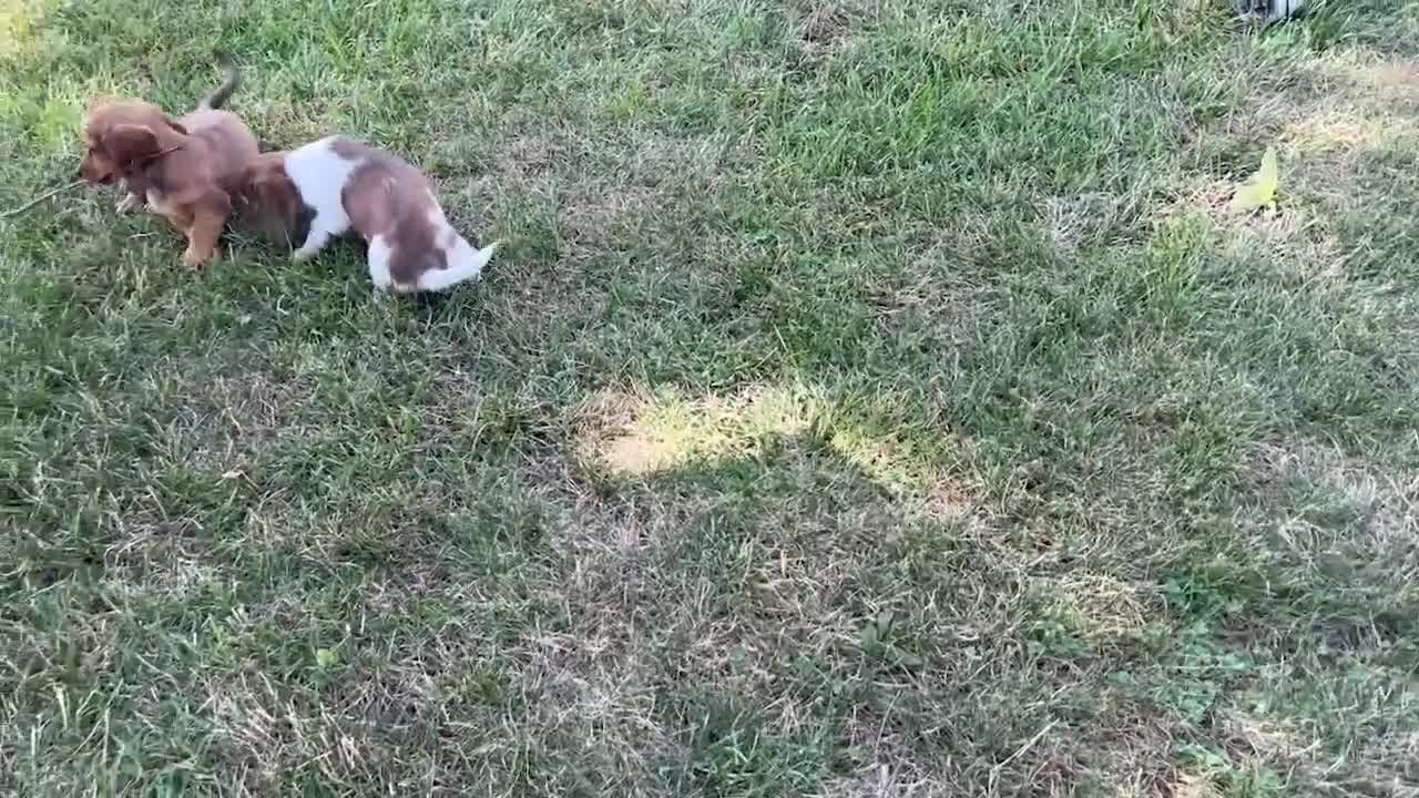 Miniature Dachshund dogs for sale: Andre - Video 1