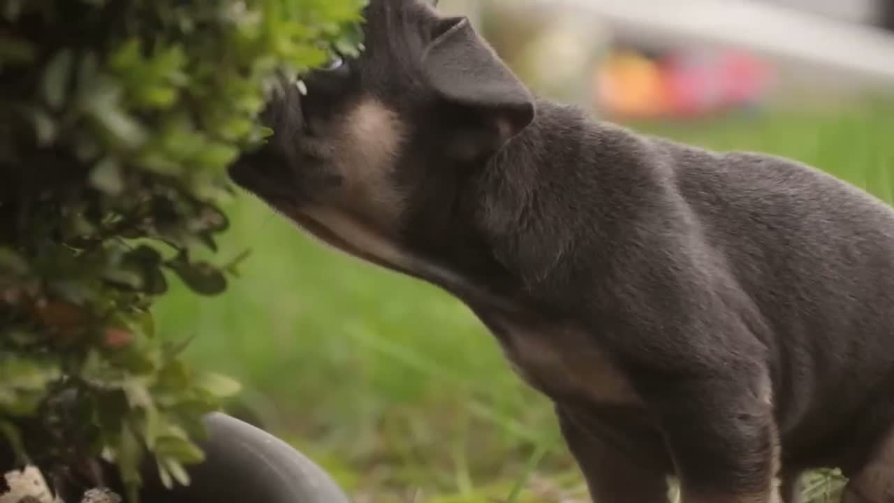 French Bulldog dogs for sale: Casey French Bulldog  - Video 1