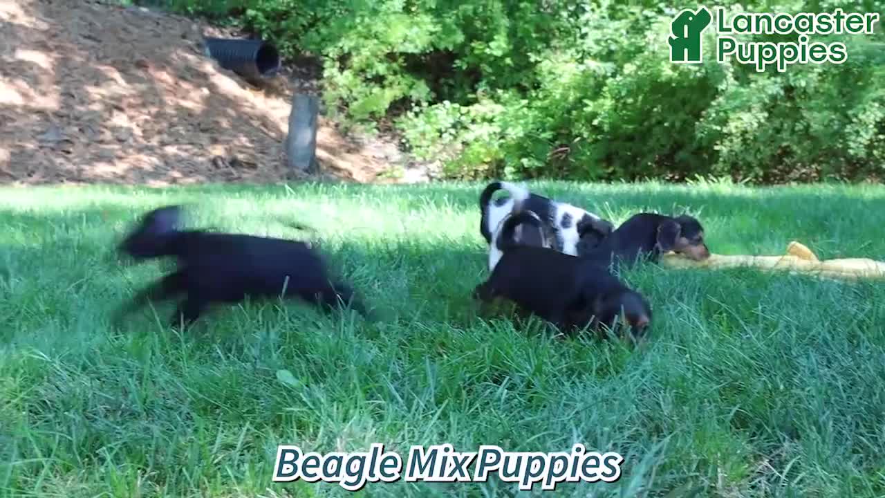 Mixed Breed dogs for sale: Willow - Video 1