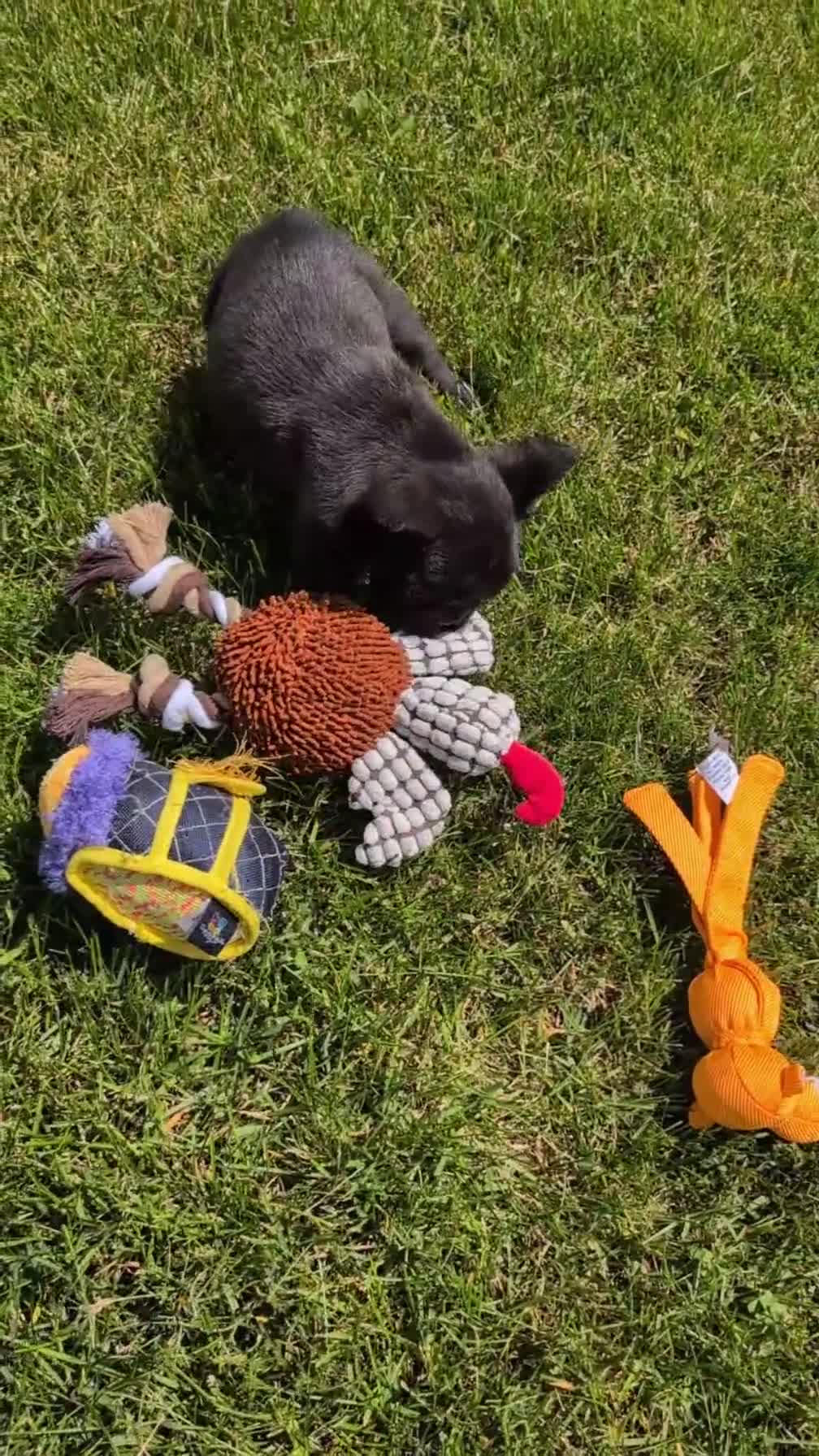 French Bulldog dogs for sale: Ezi - Video 1