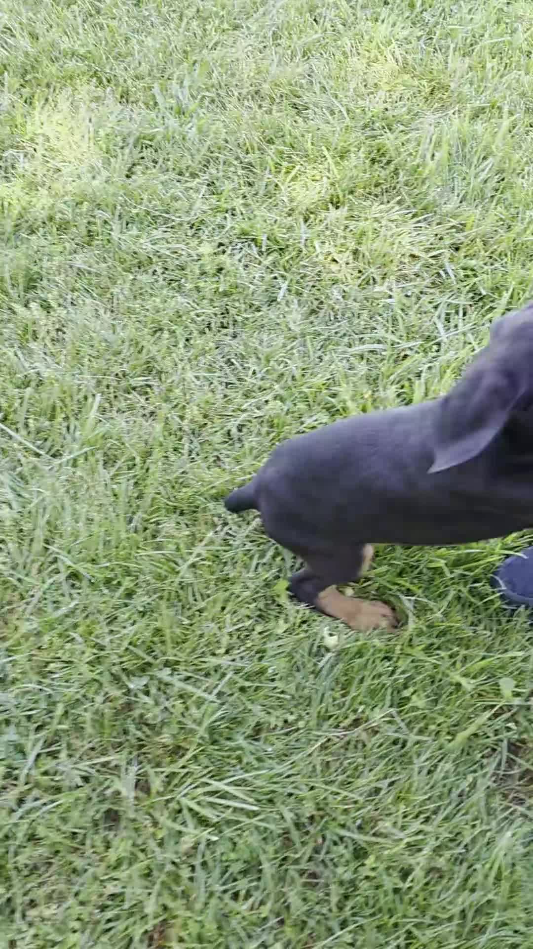 Doberman Pinscher dogs for sale: Doberman Pinscher Puppy 1 - Video 1