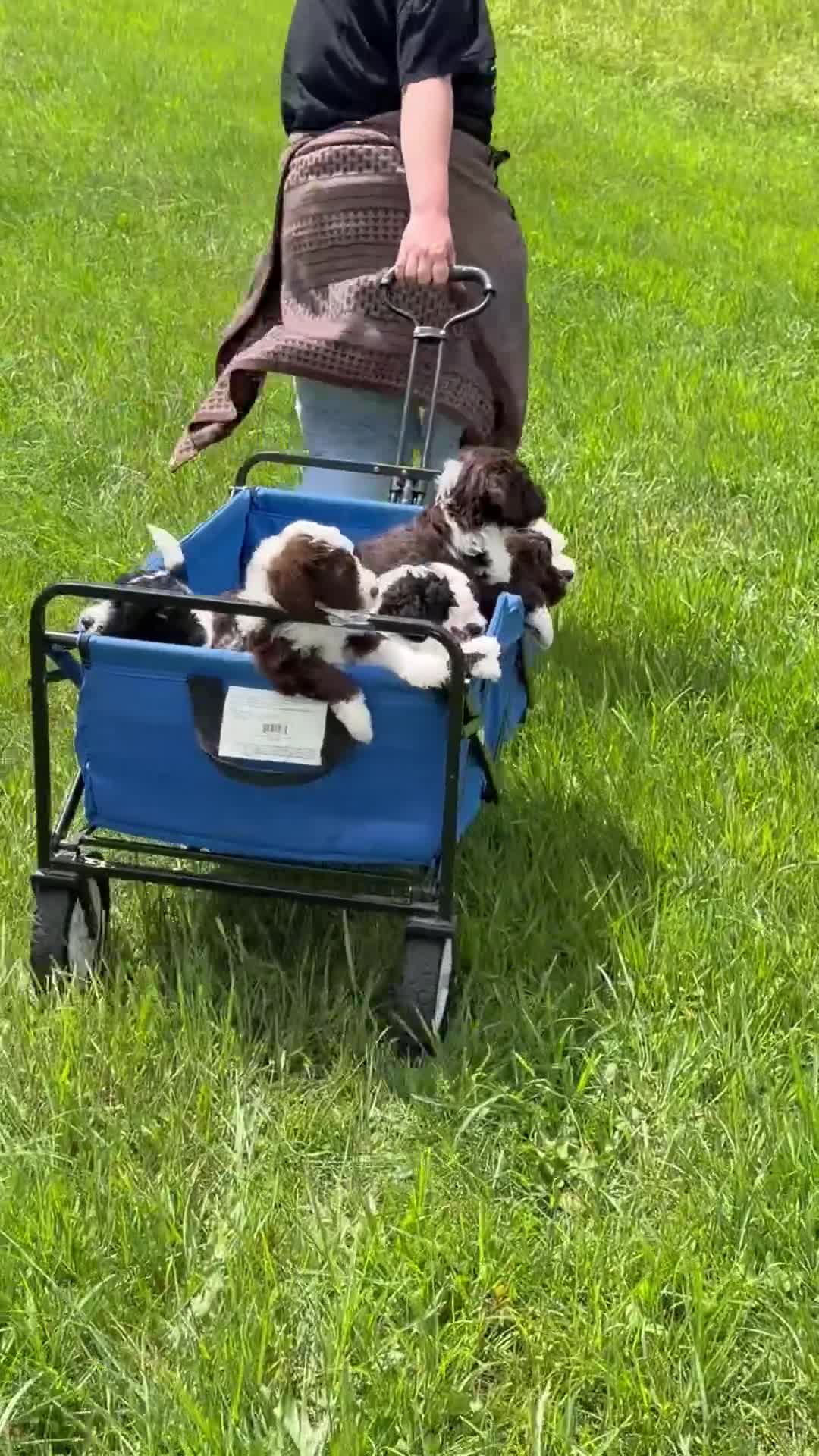 Portuguese Water Dog dogs for sale: Mr. B - Video 1
