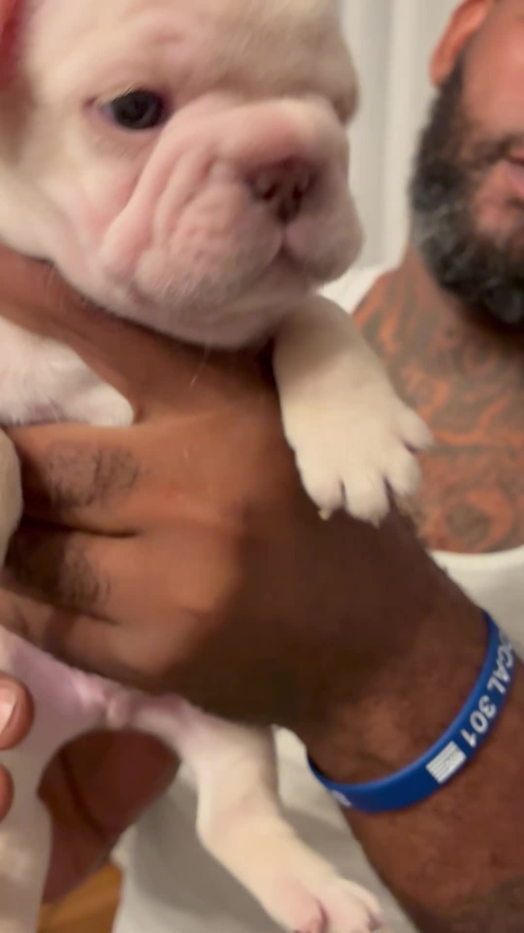 French Bulldog dogs for sale: French Bulldog 3 - Video 1