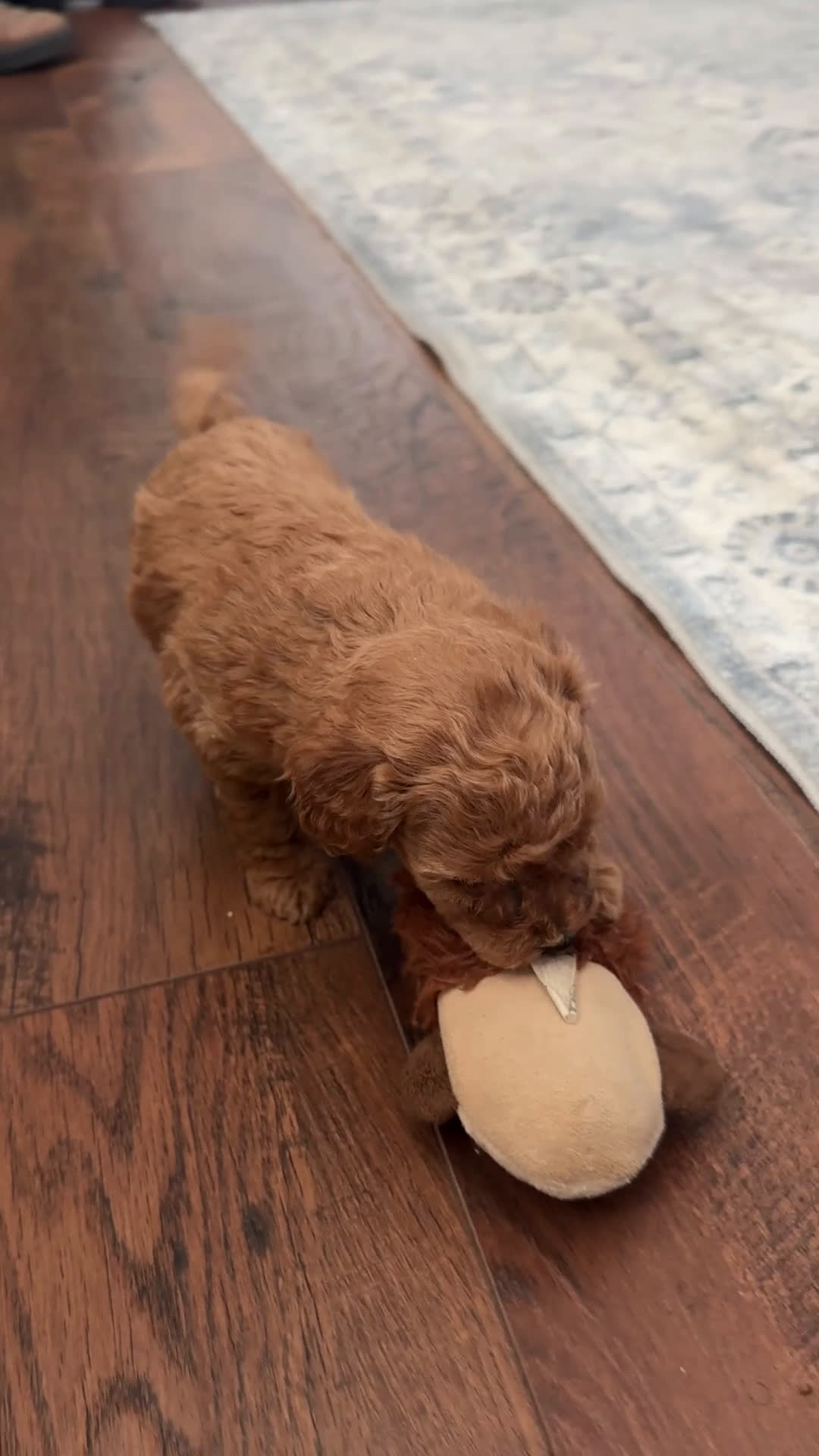 Goldendoodle dogs for sale: Florence  - Video 1