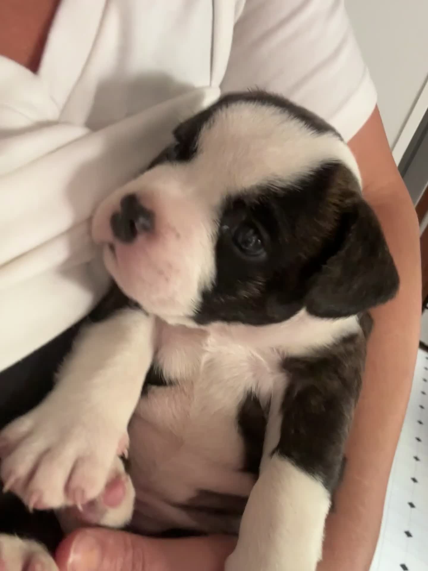 American Bully dogs for sale: Princess  - Video 3