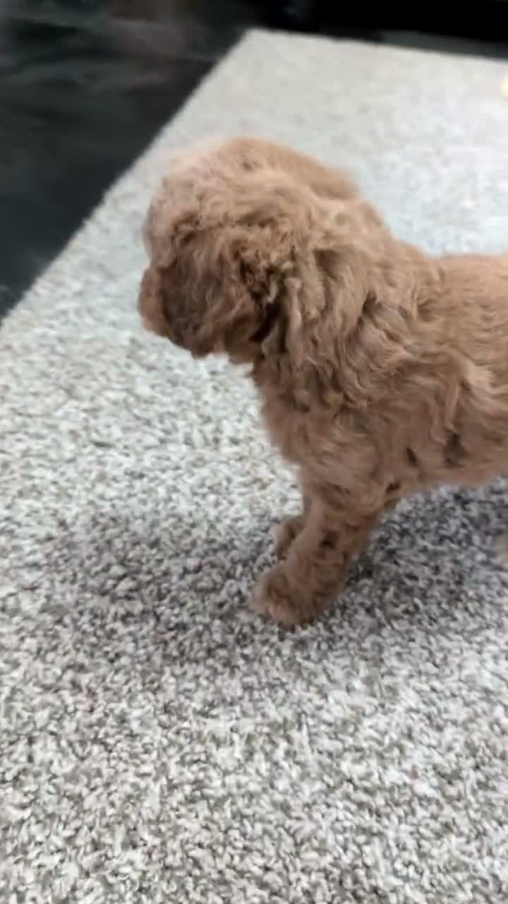 Mini Goldendoodle dogs for sale: Jax  - Video 1