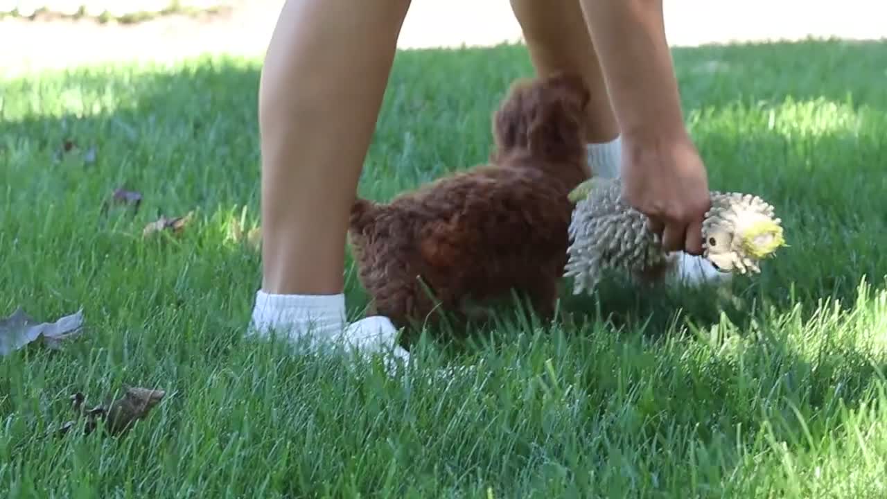 Cockapoo dogs for sale: Willow - Video 5