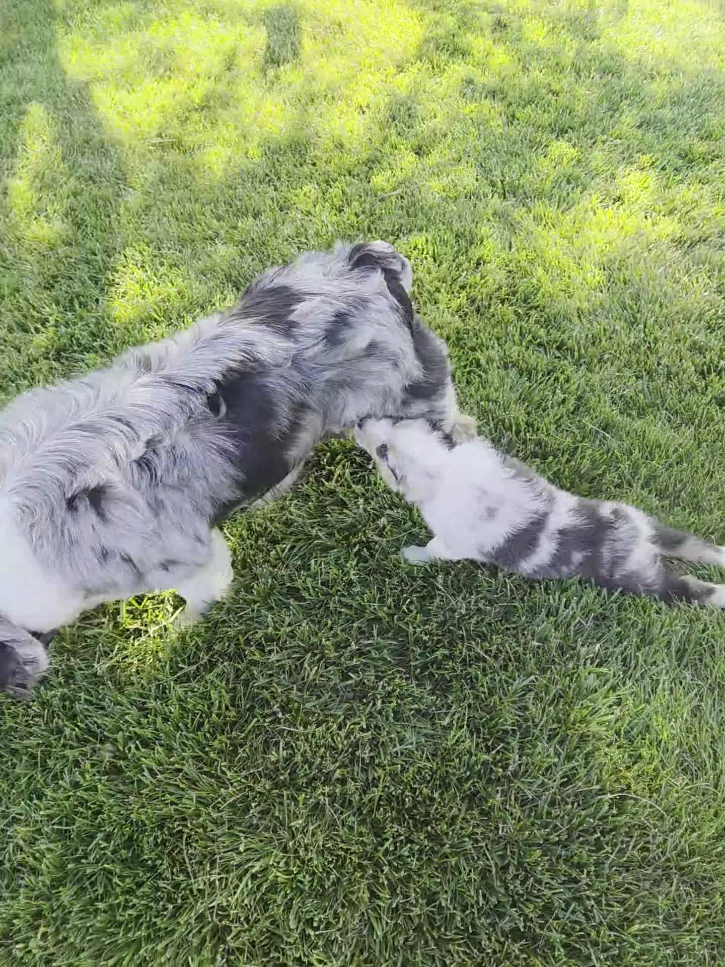 Australian Shepherd dogs for sale: Storm Ledger - Video 1