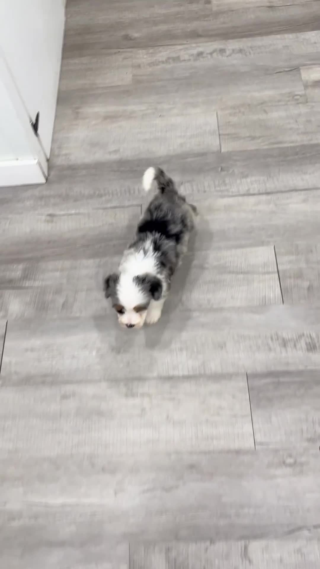 Mini Bernedoodle dogs for sale: Harper - Video 1