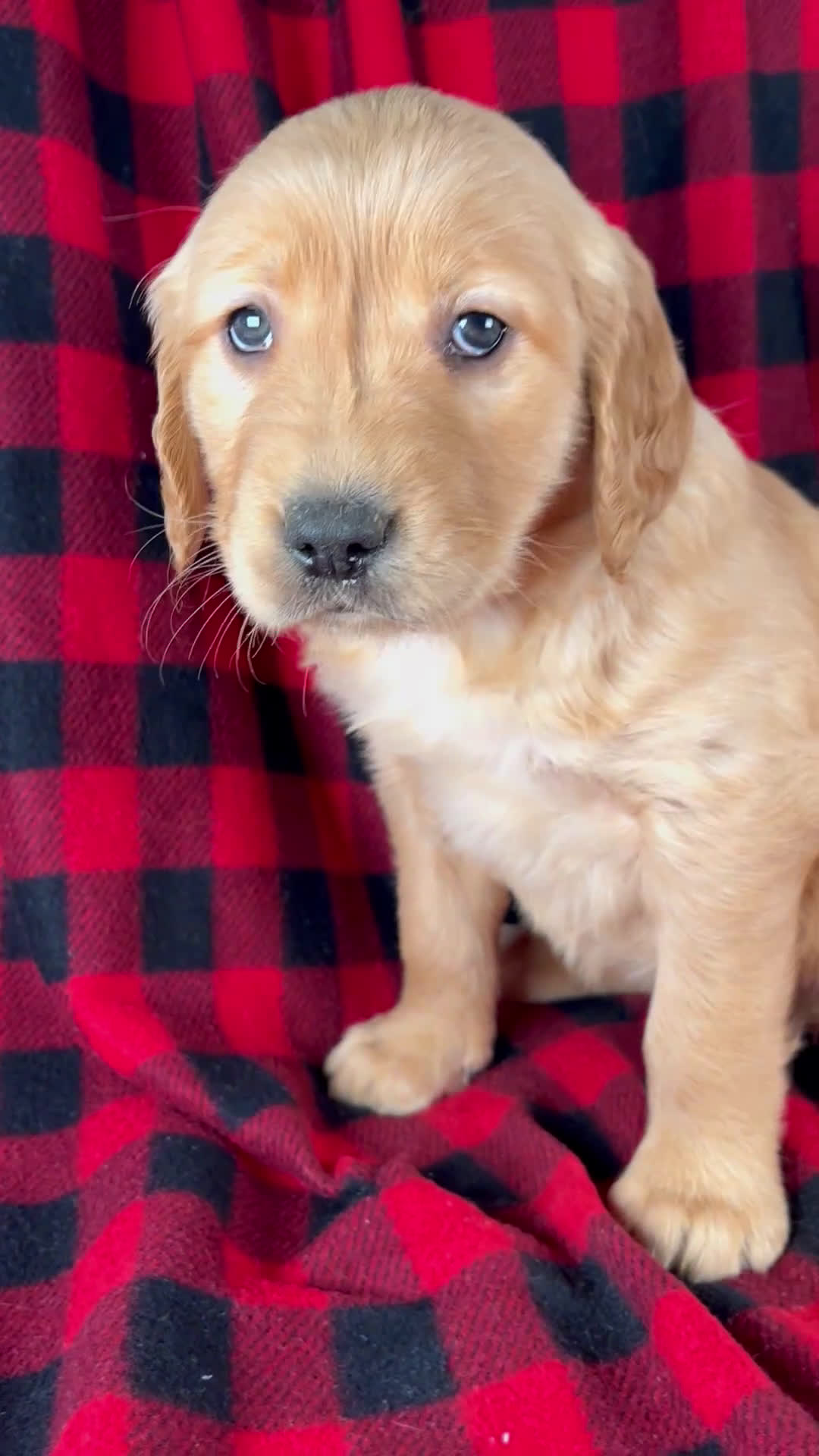 Golden Retriever dogs for sale: Trixie - Video 1