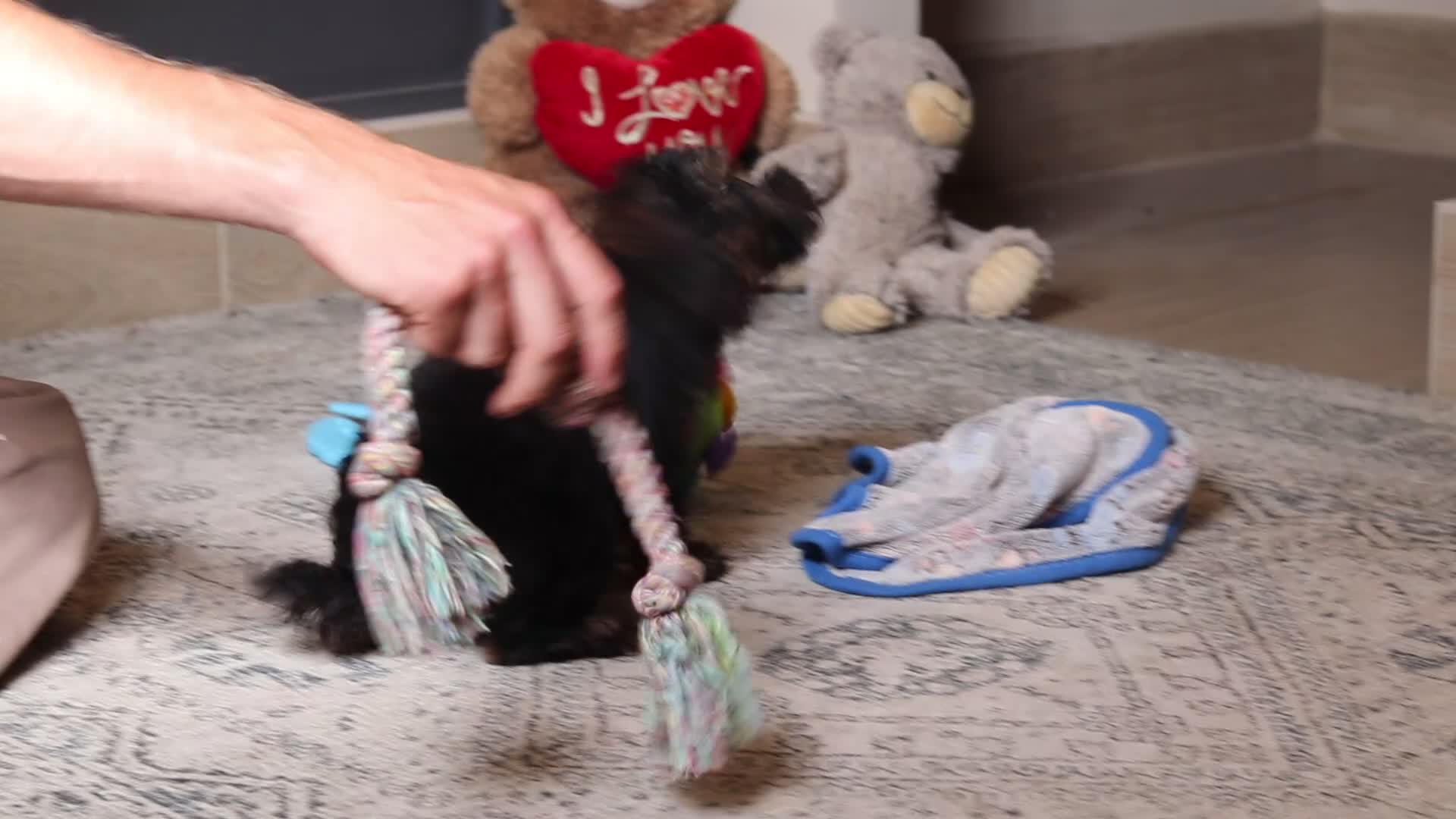 Mixed Breed dogs for sale: Ranger - Video 1