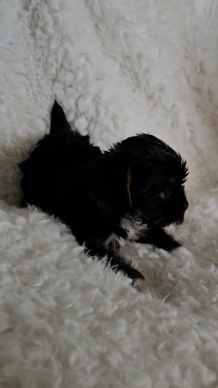 Yorkshire Terrier dogs for sale: Yorkshire Terrier 1 - Video 2
