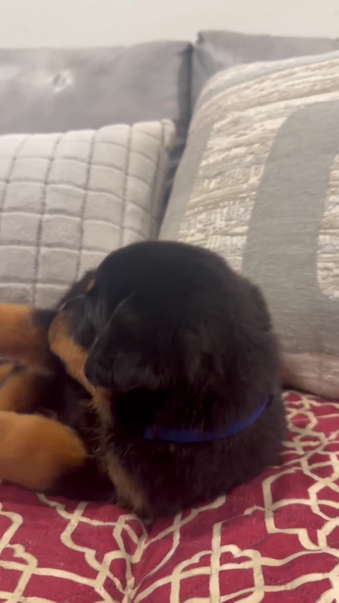 Rottweiler dogs for sale: Blue collar boy - Video 1