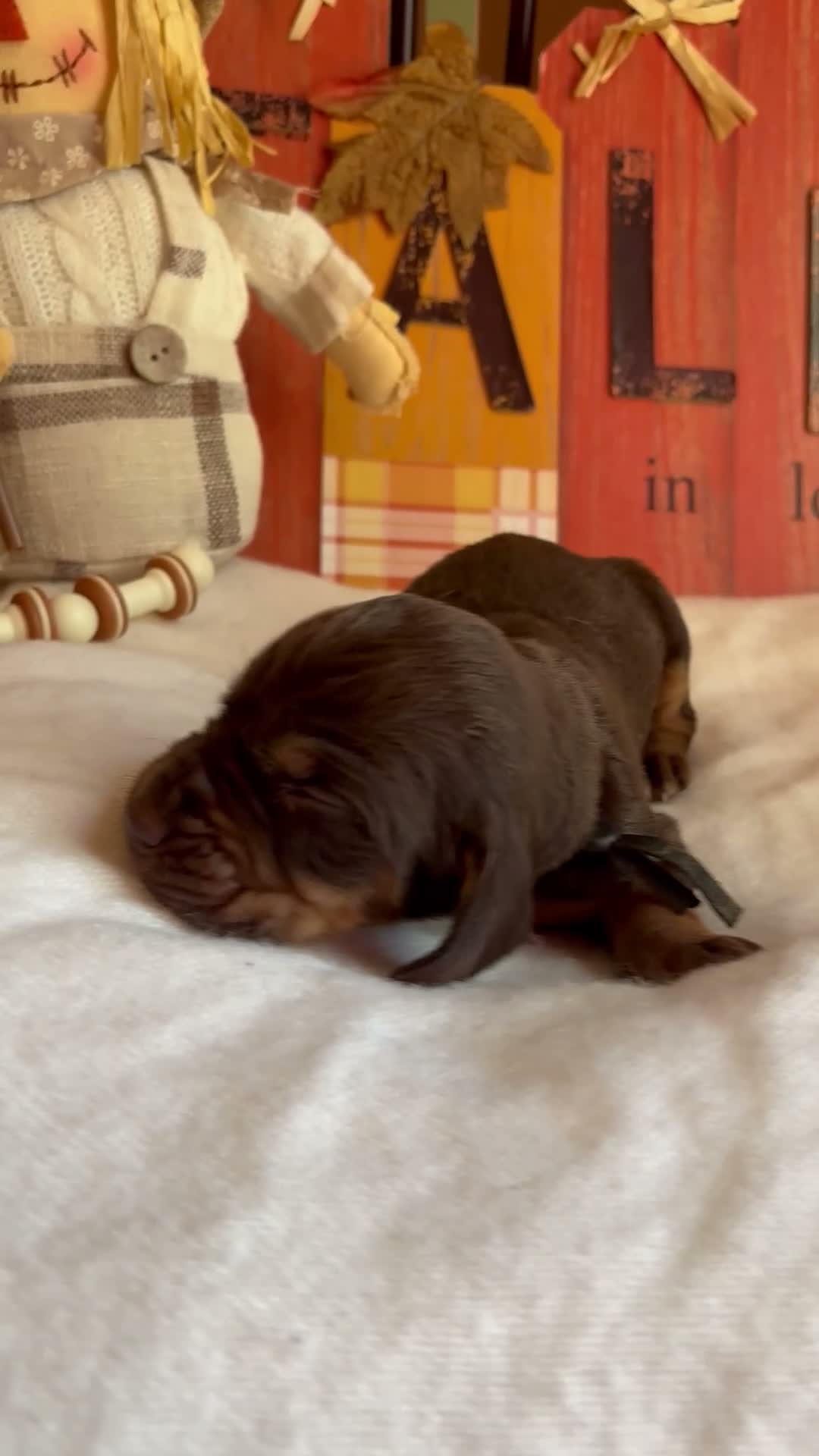 Bloodhound dogs for sale: Black collar male  - Video 1
