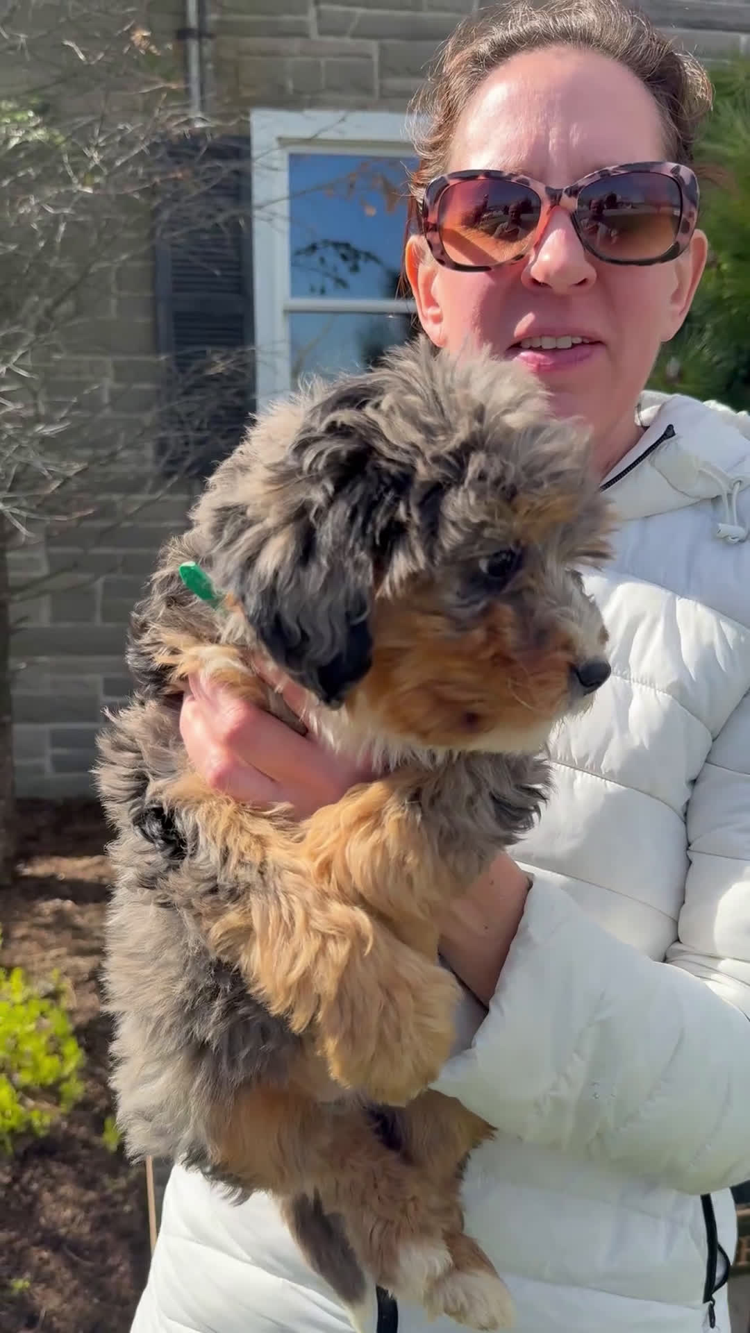 Bernedoodle dogs for sale: Lily - Video 1