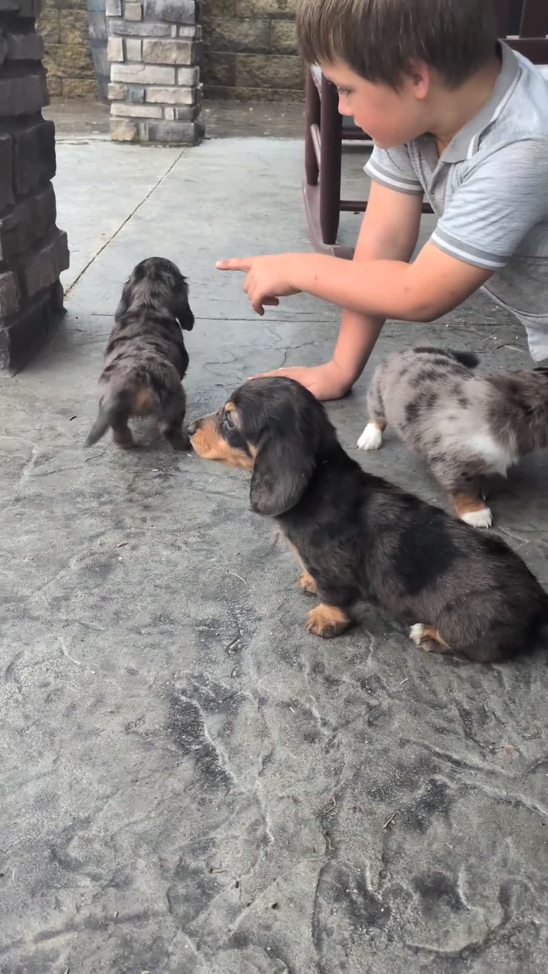 Dachshund dogs for sale: Dachshund 4 - Video 2
