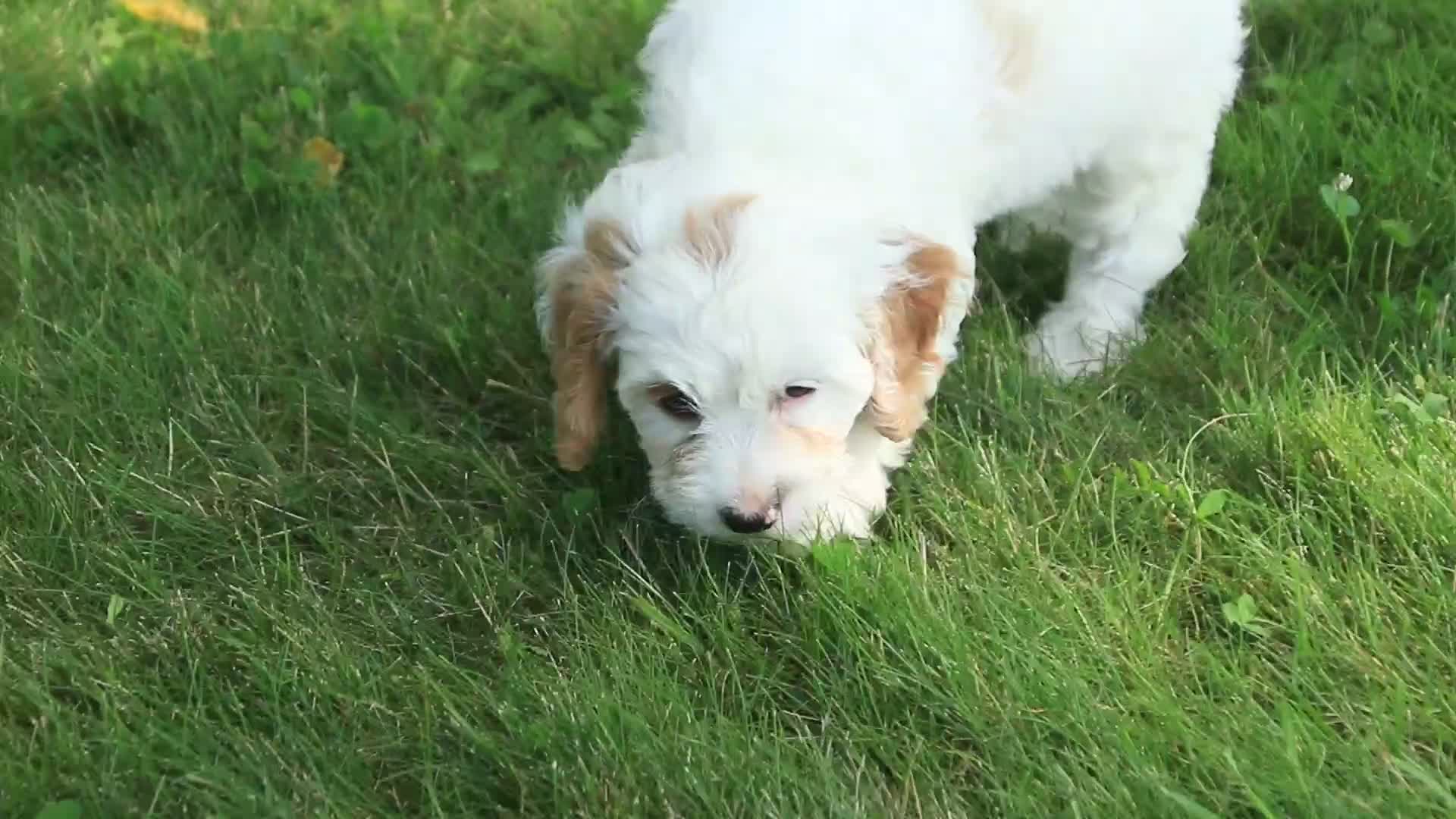 Mixed Breed dogs for sale: Nugget Munchkin Bernedoodle - Video 1
