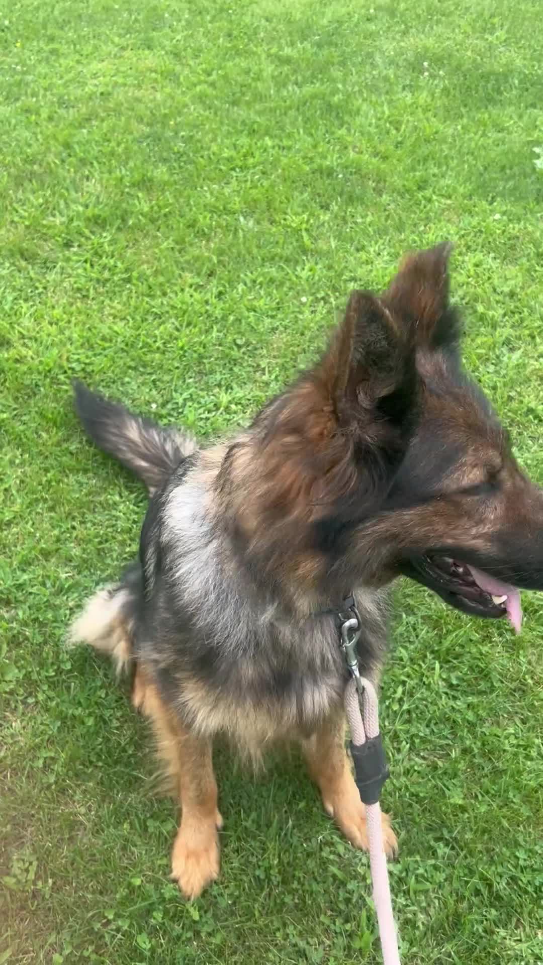 German Shepherd dogs for stud: Vashti - Video 1